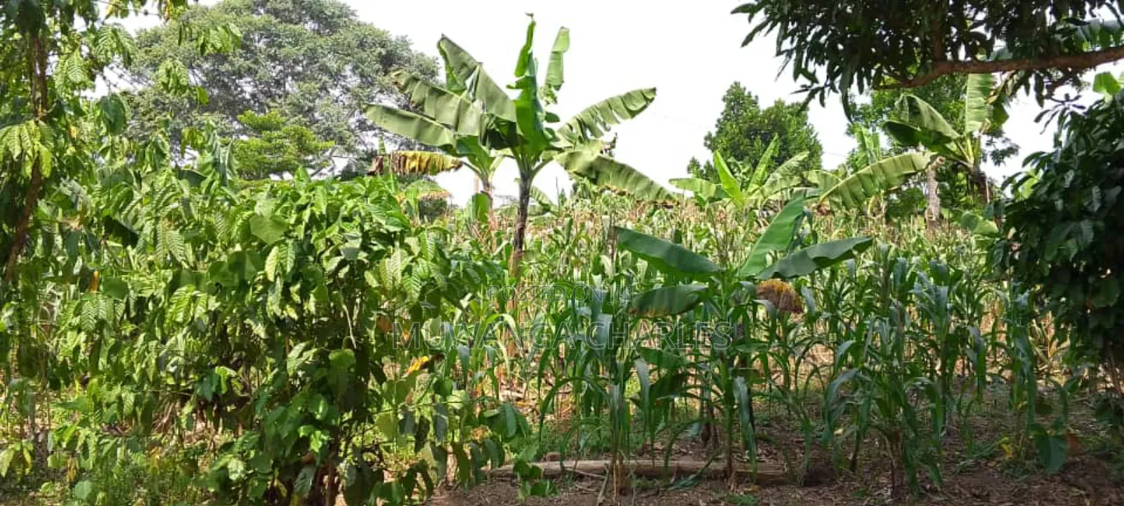 Plot's for Sale in Kira