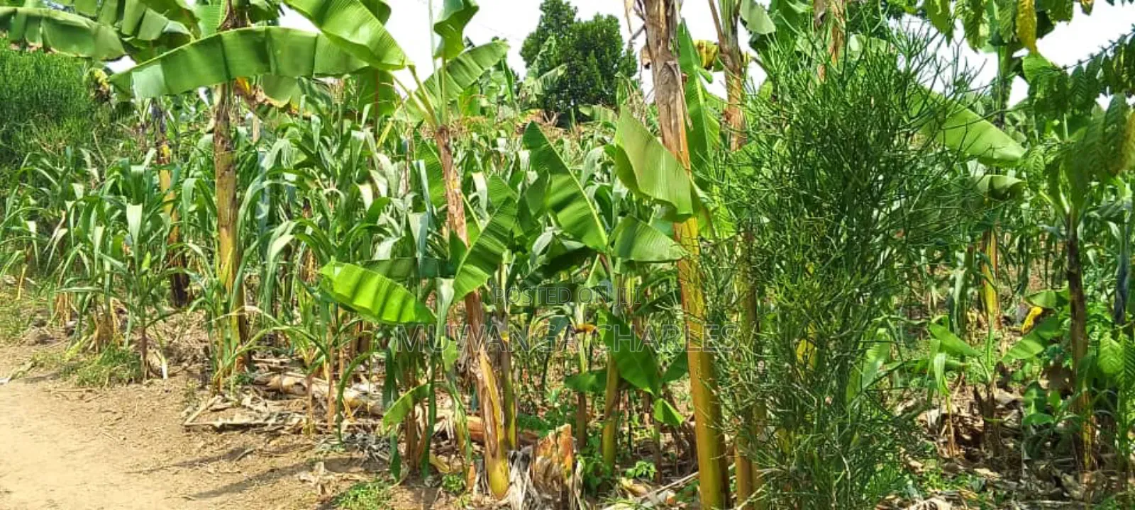 Plot's for Sale in Kira
