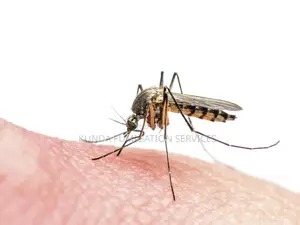 Mosquito Fumigation That Lasts for 12 Months.