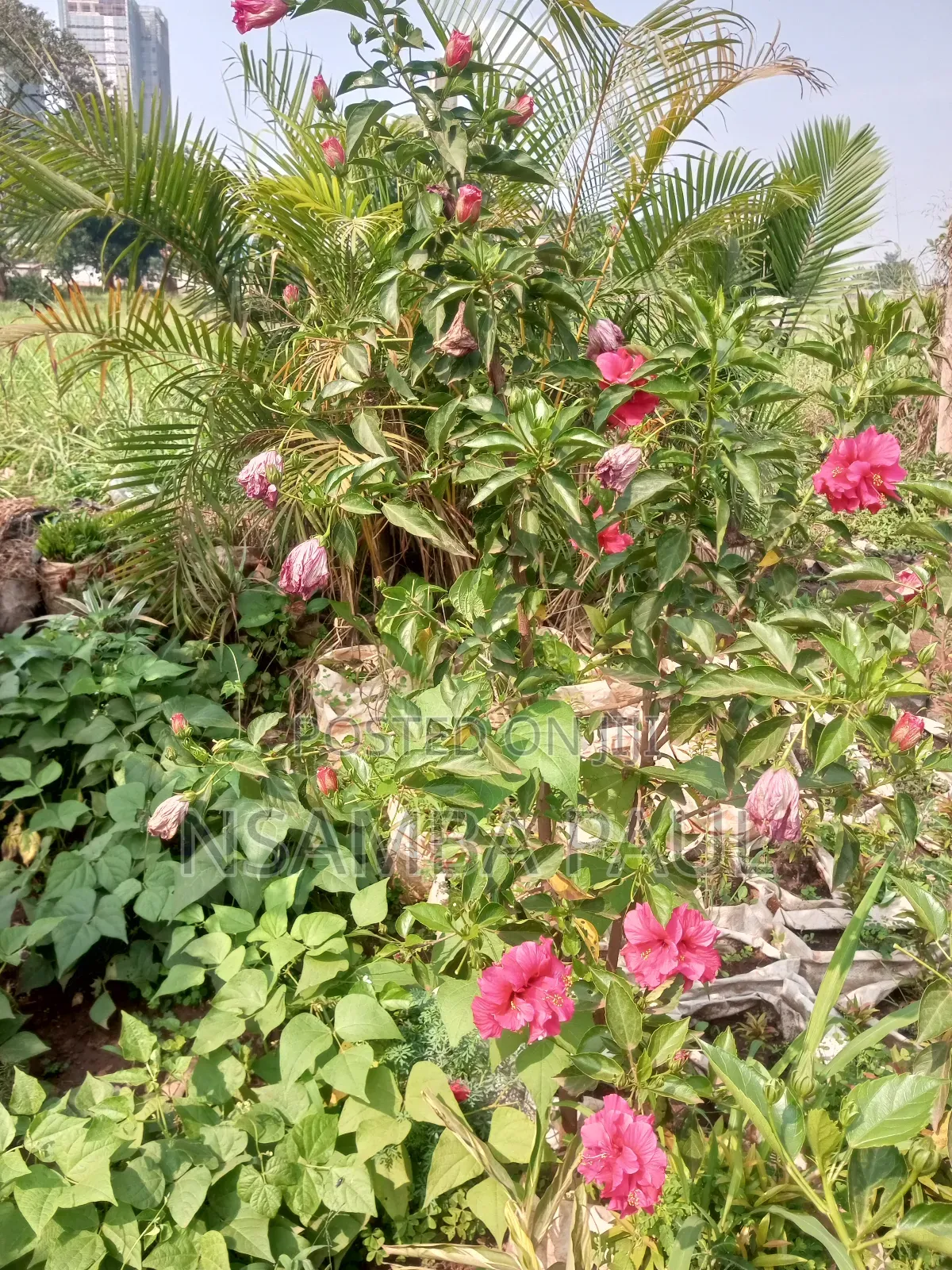 Hibiscus Flower