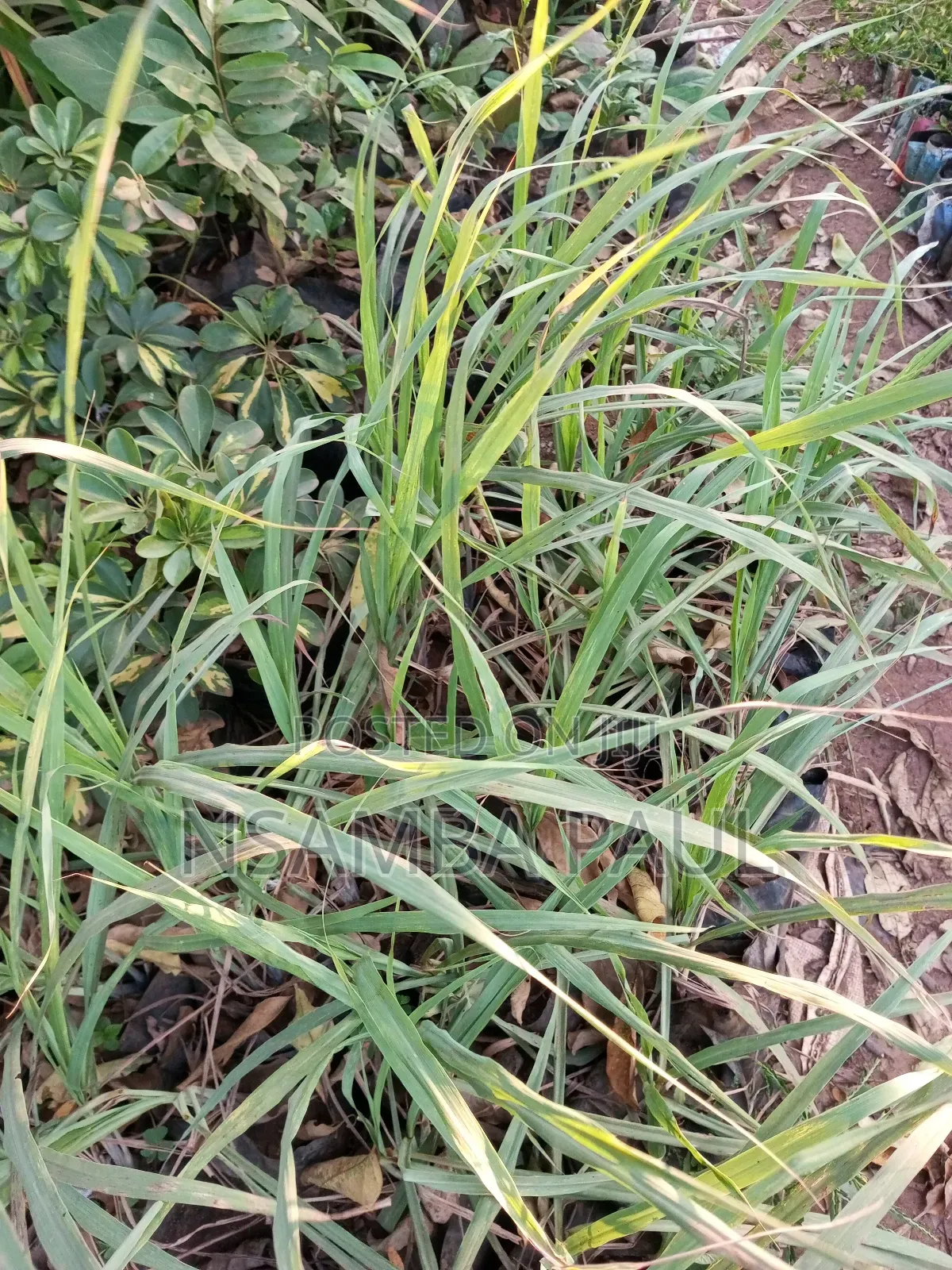 Omujaja,Remon Grass Omudarasini Cinnamon