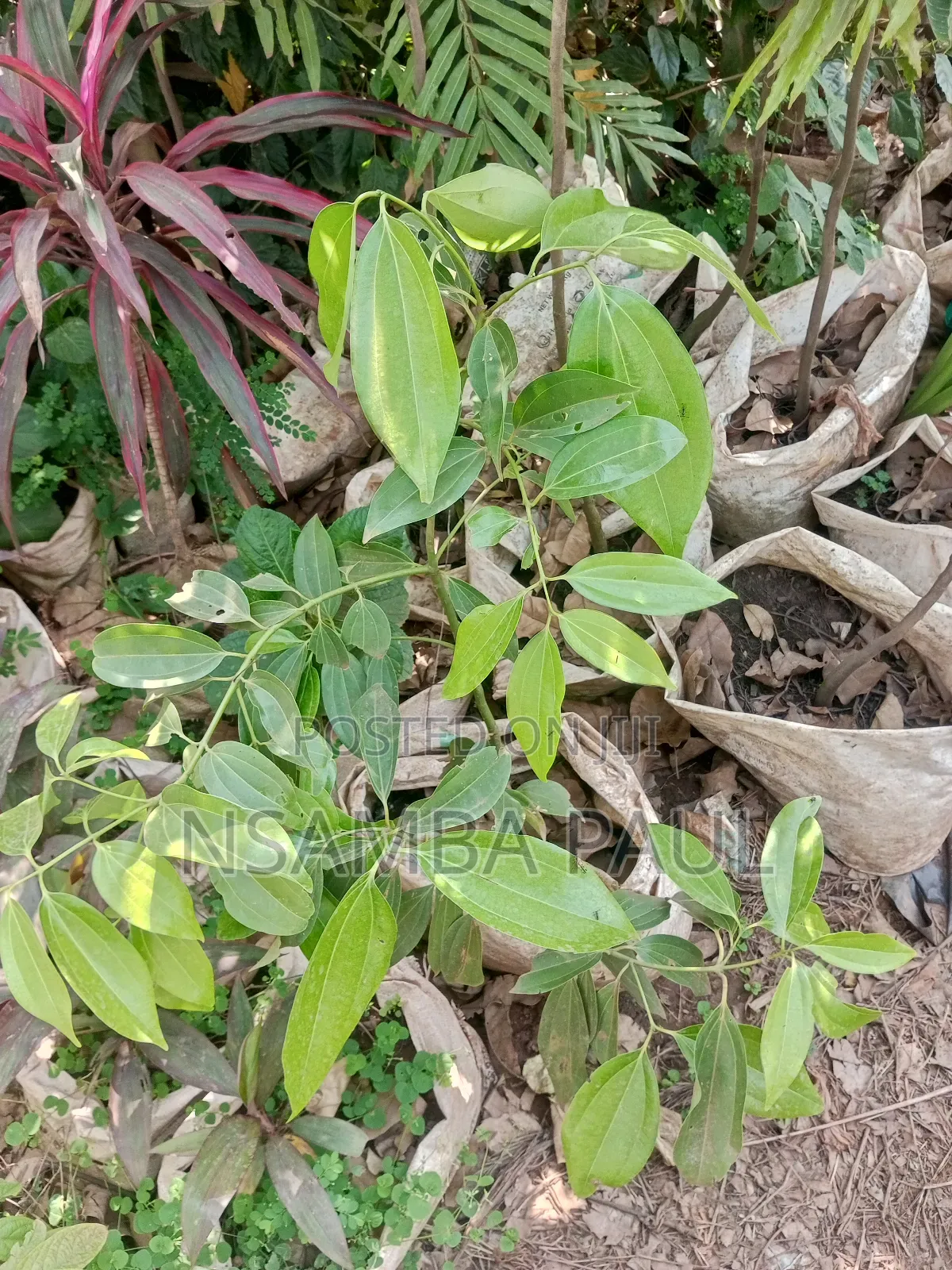 Omujaja,Remon Grass Omudarasini Cinnamon