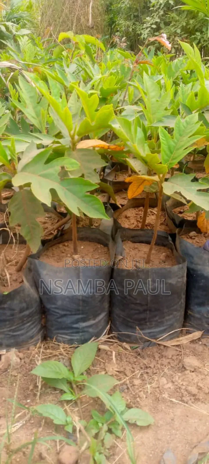 Breadfruit