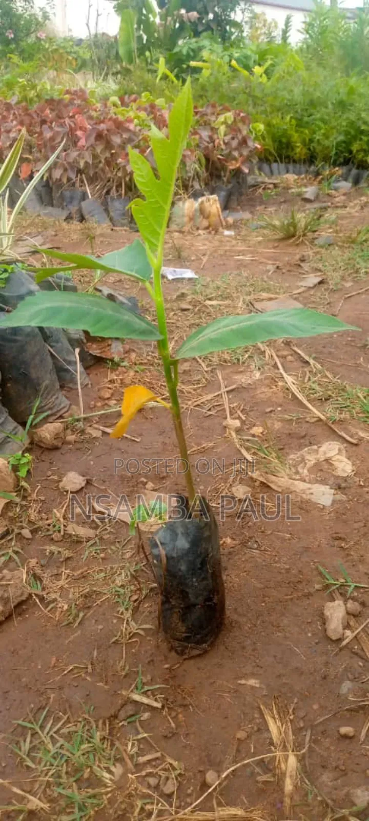 Breadfruit