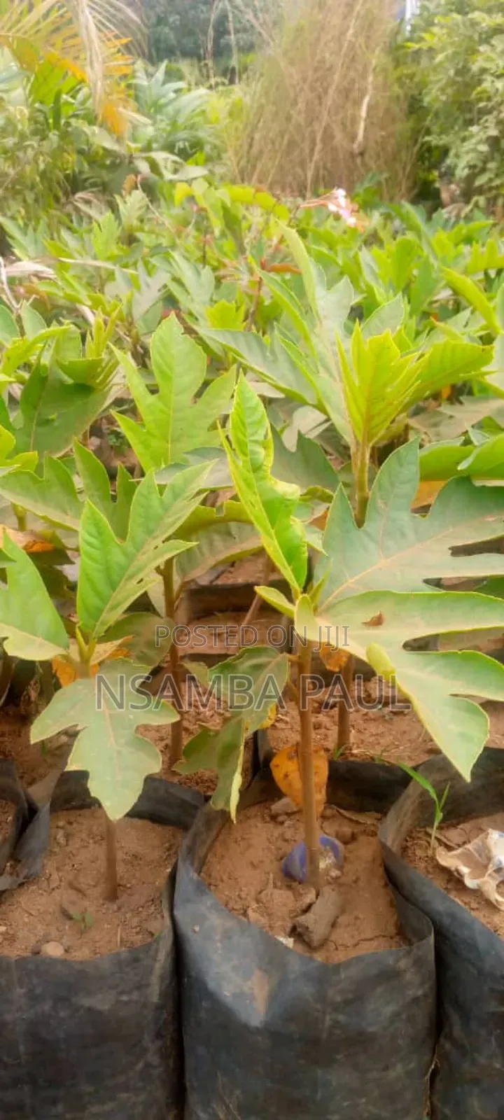 Breadfruit