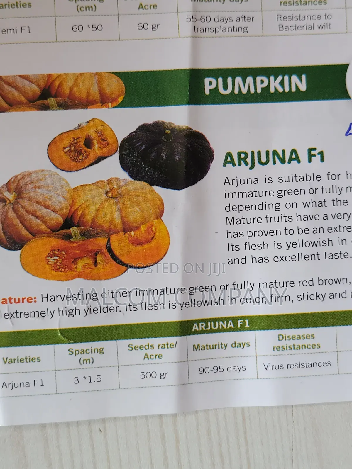 Pumpkin Seeds 10g F1 Arjuna 4kg Weight