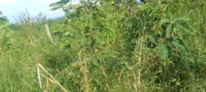 Land for Sale in Kikyusa