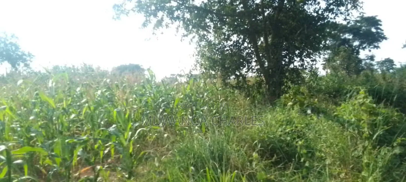 Land for Sale in Kikyusa