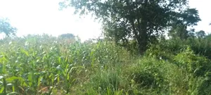 Land for Sale in Kikyusa