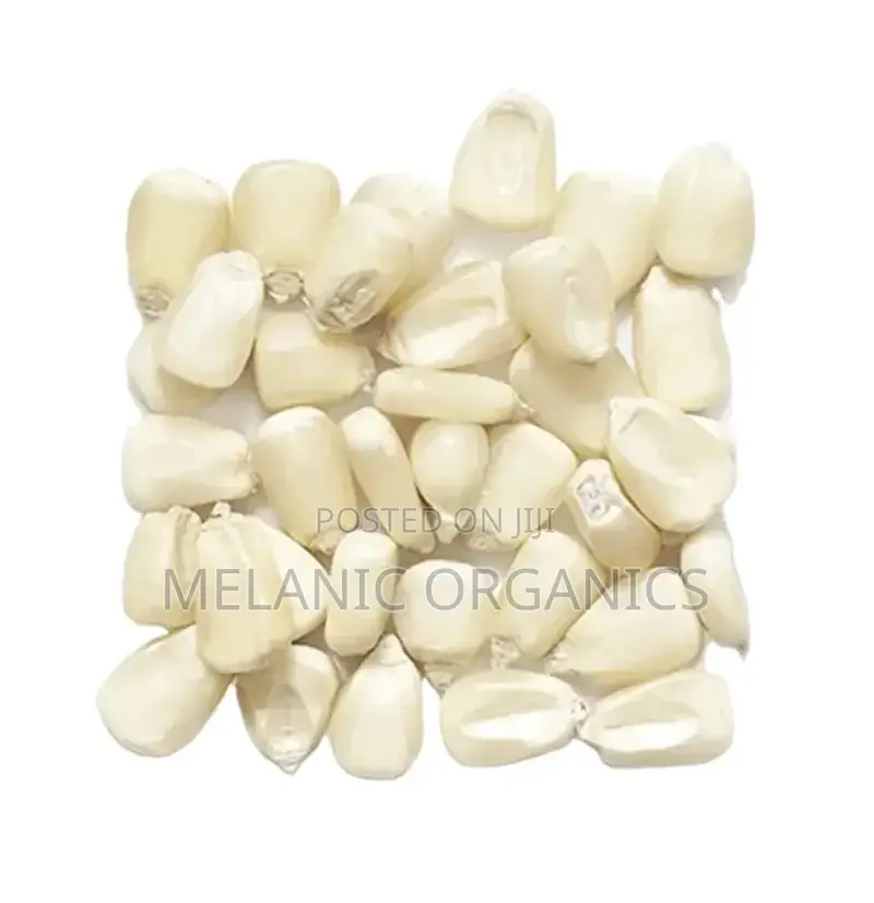 Maize Grain in Bulky