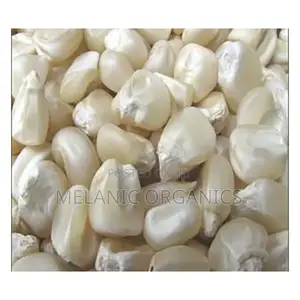 Maize Grain in Bulky