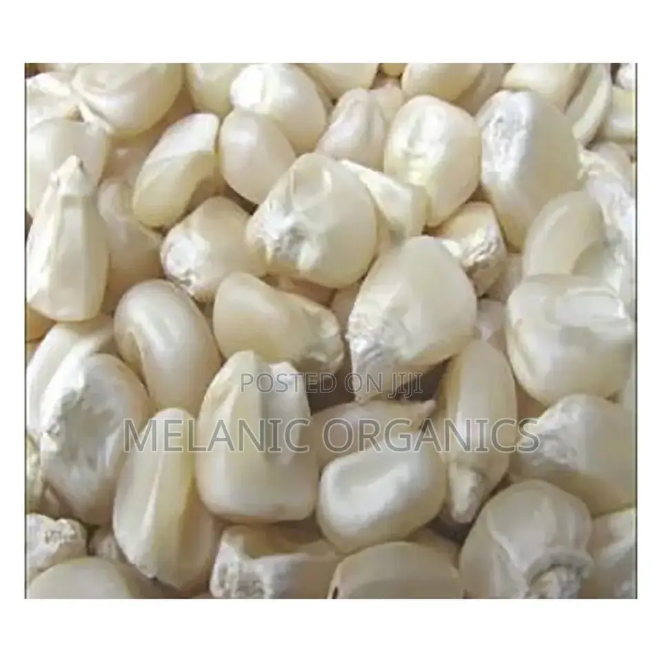 Maize Grain in Bulky