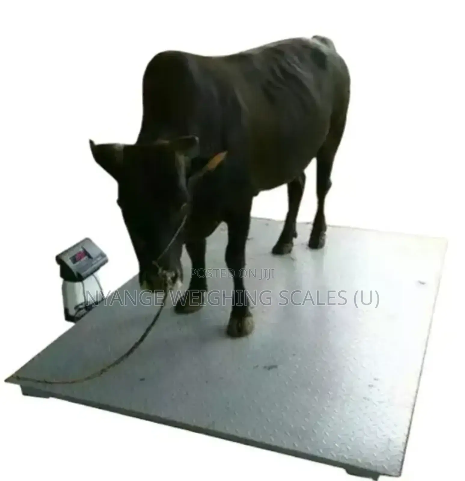4ts Weigh High Quality Weighing Scale Farm Digital Weighing Scale [2]