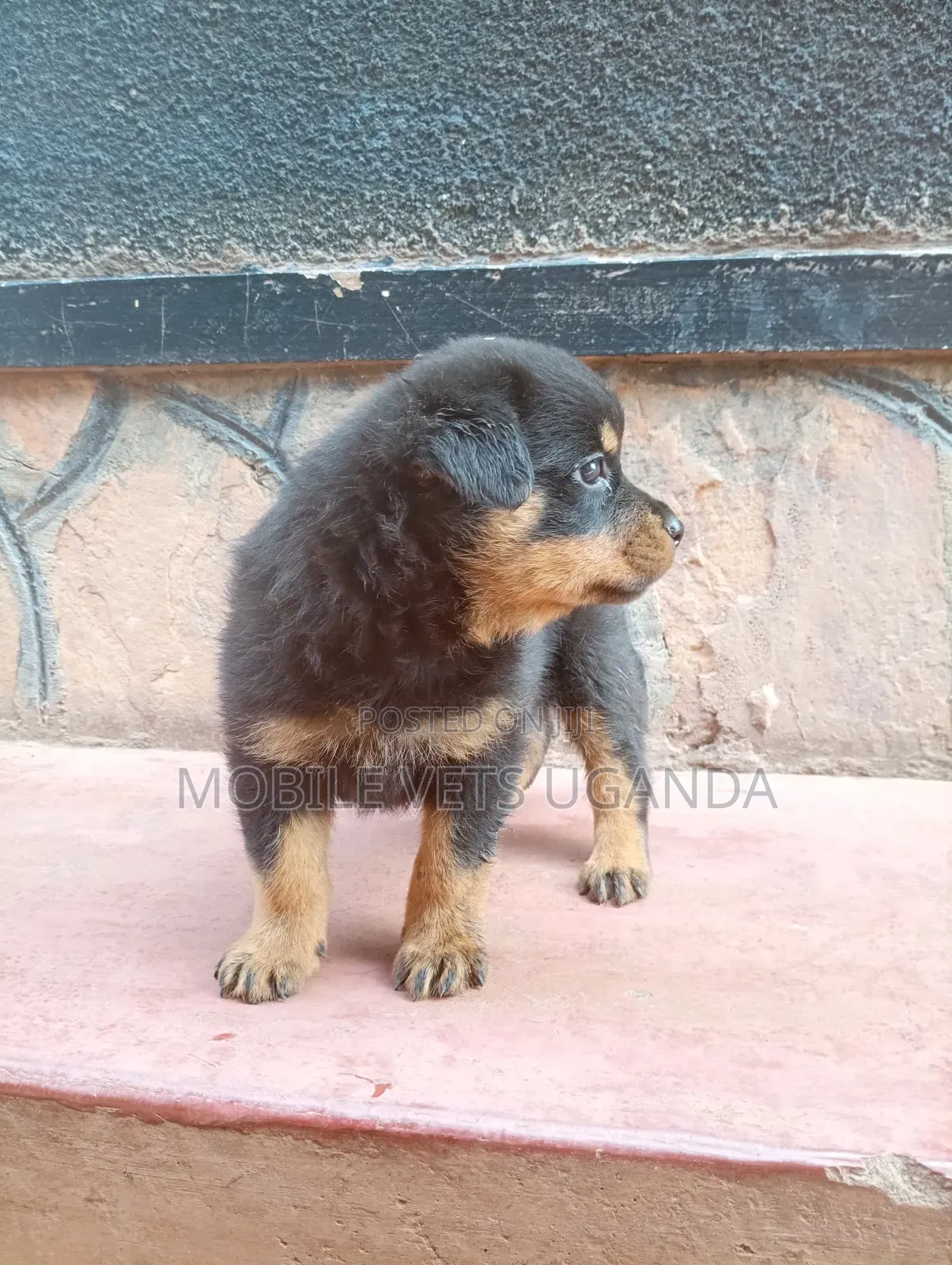 0-1 month Female Purebred Rottweiler