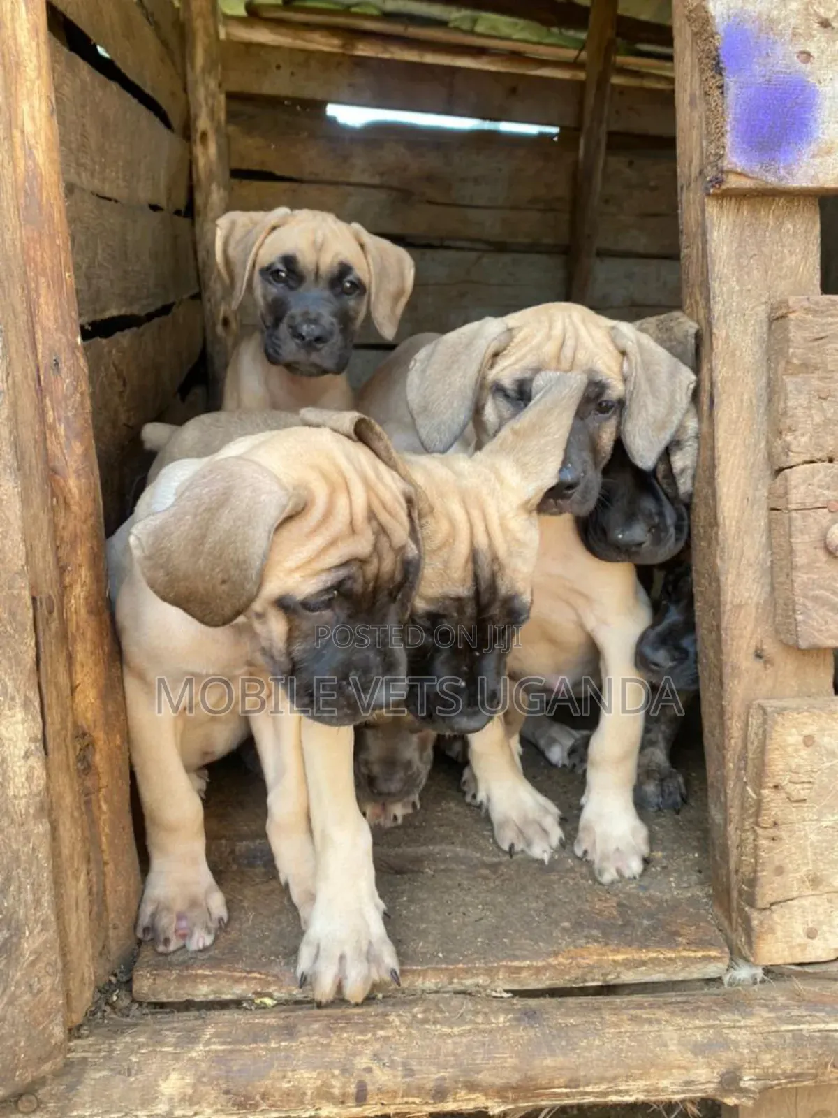 0-1 month Female Purebred Boerboel