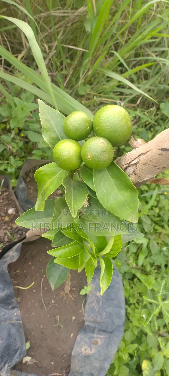 South African Pixie Orange Seedlings for Sale