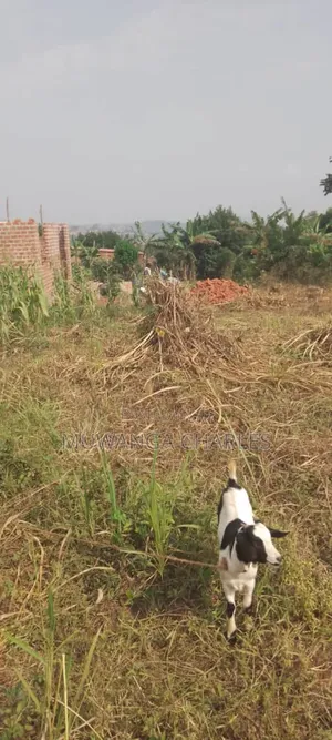Plot's for Sale in Busiika