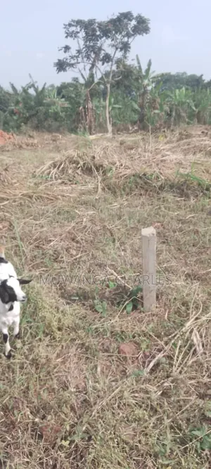 Plot's for Sale in Busiika