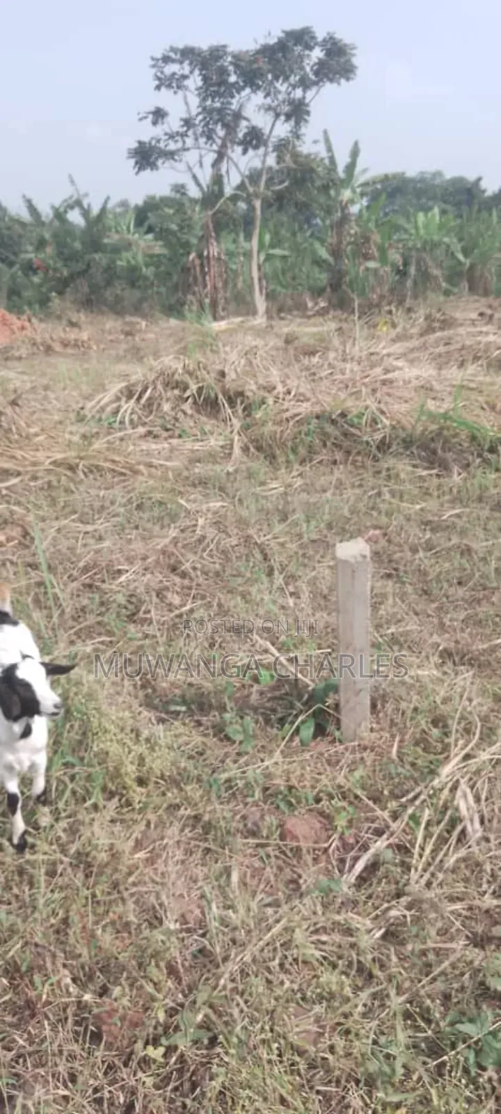 Plot's for Sale in Busiika