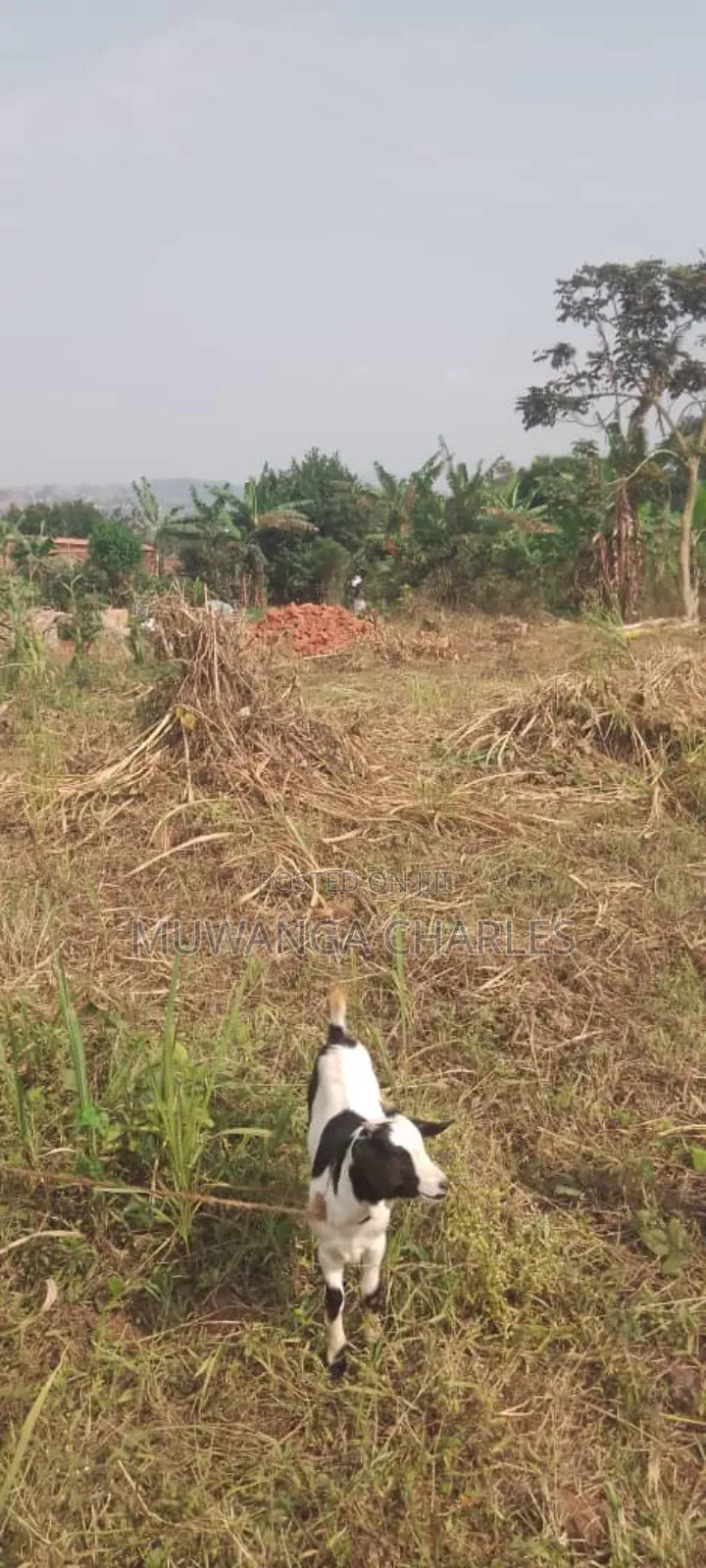Plot's for Sale in Busiika
