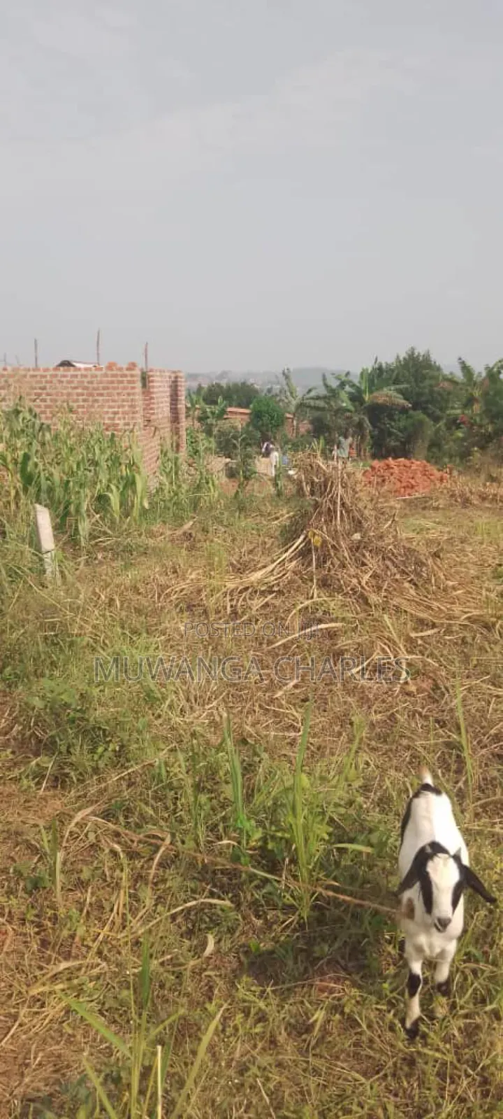 Plot's for Sale in Busiika