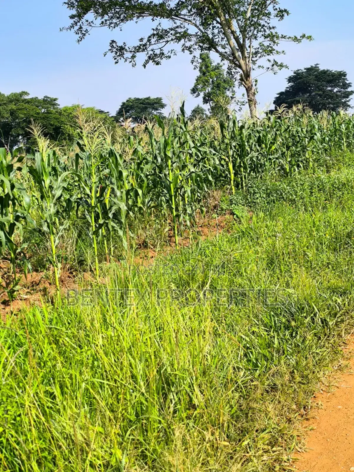 Fertile Land of 215 Acres 4 Sale in Luwero- Kakooge 8m Each