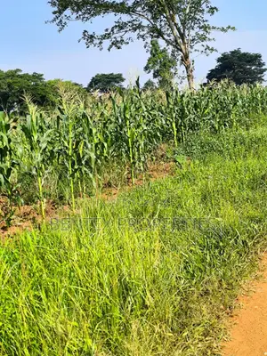 Fertile Land of 215 Acres 4 Sale in Luwero- Kakooge 8m Each