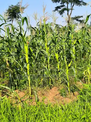 Fertile Land of 215 Acres 4 Sale in Luwero- Kakooge 8m Each