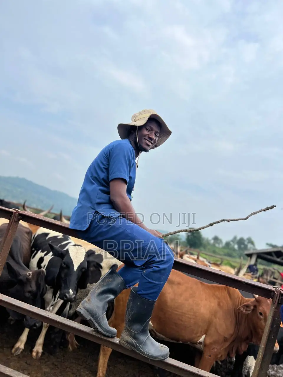 Veterinary Surgeon