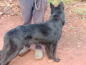 6-12 months Male Purebred German Shepherd