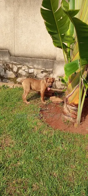 3-6 months Male Purebred Boerboel