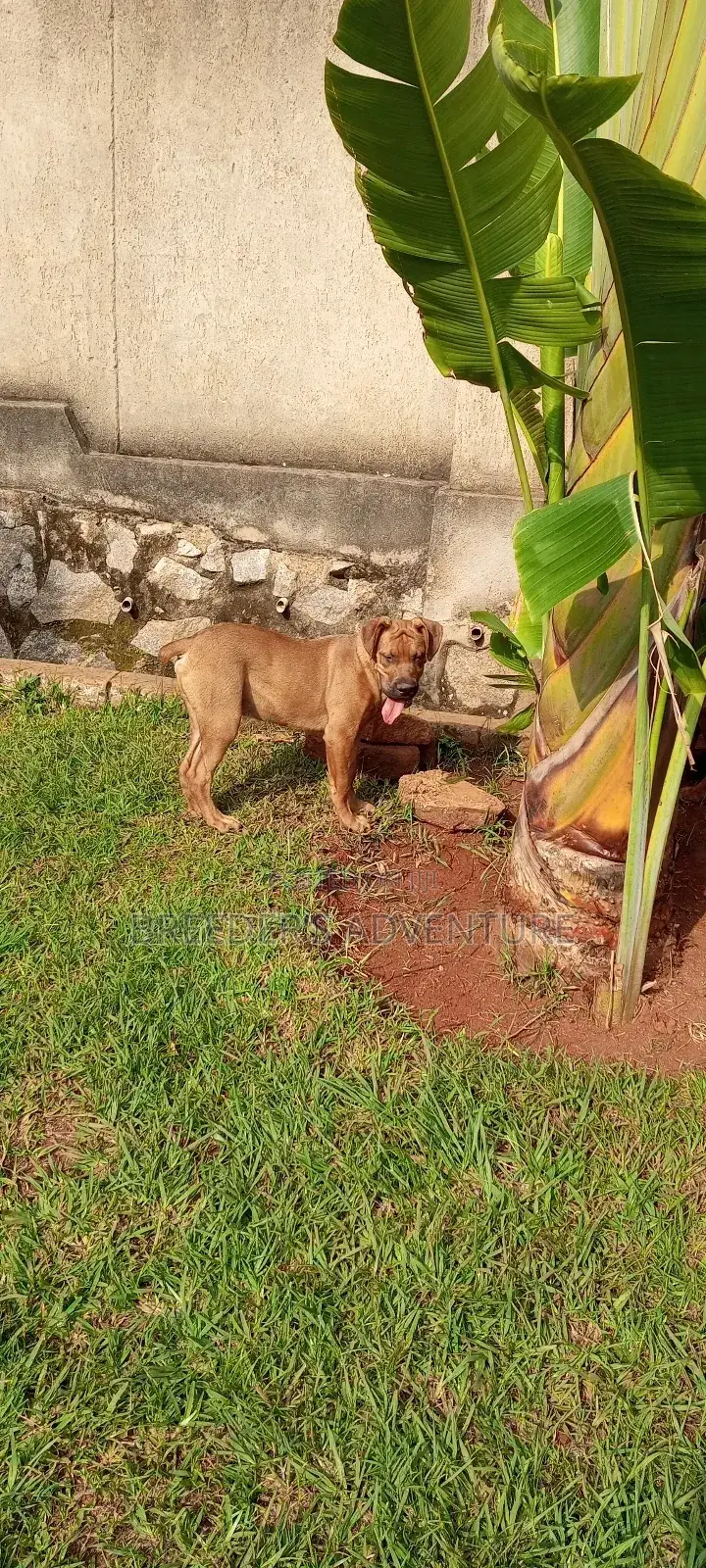 3-6 months Male Purebred Boerboel