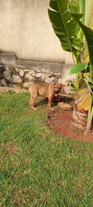 3-6 months Male Purebred Boerboel