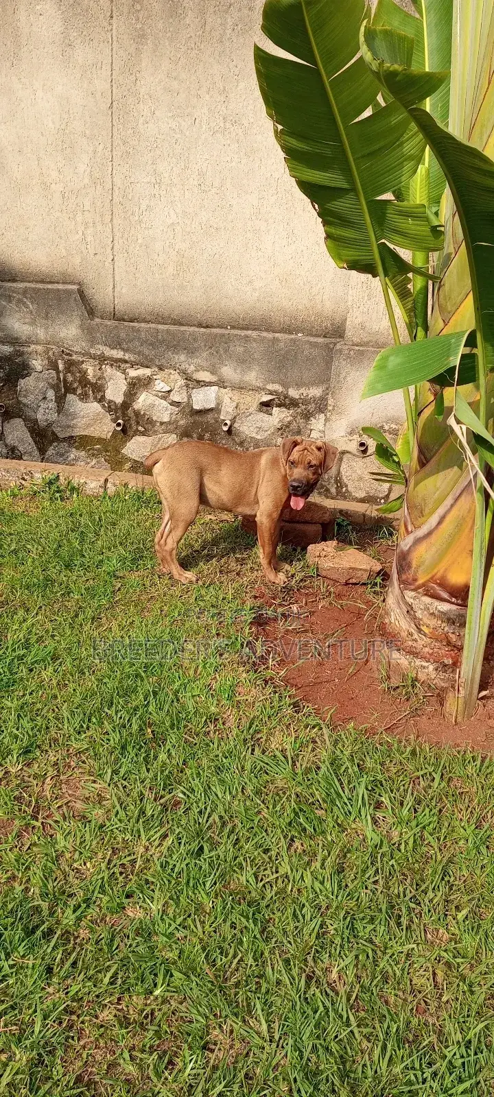 3-6 months Male Purebred Boerboel