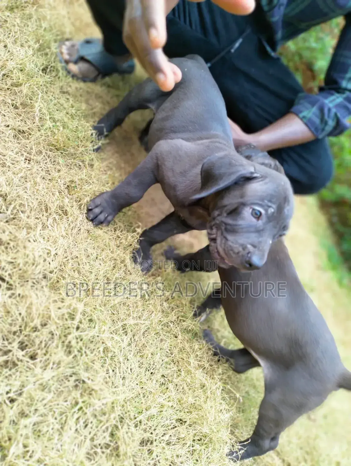 1-3 months Male Purebred Boerboel