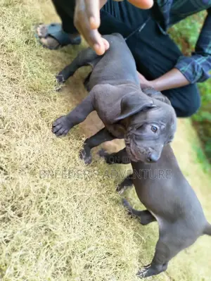 1-3 months Male Purebred Boerboel