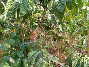 5acres for Sale in Luwero