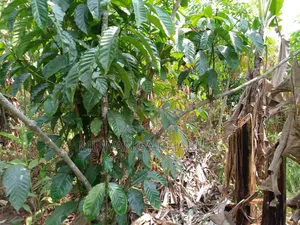 5acres for Sale in Luwero