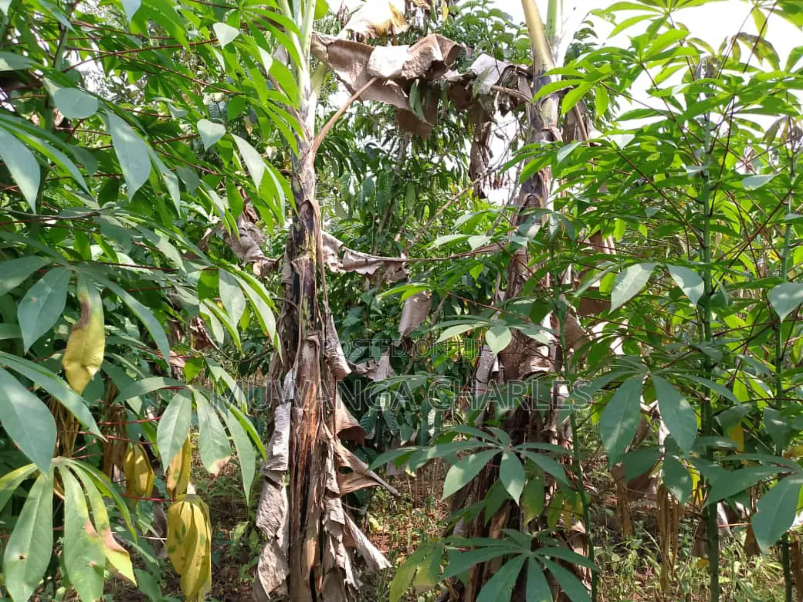 5acres for Sale in Luwero