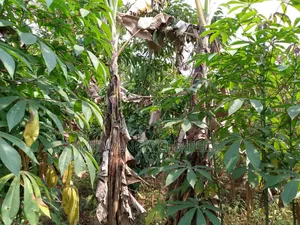 5acres for Sale in Luwero
