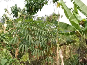 5acres for Sale in Luwero