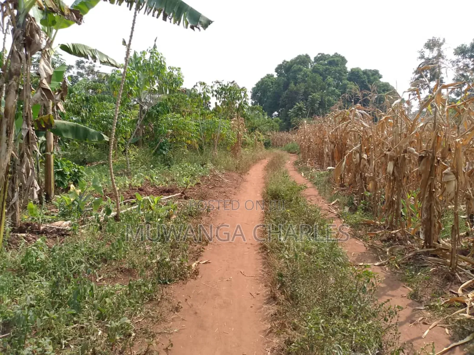 5acres for Sale in Luwero