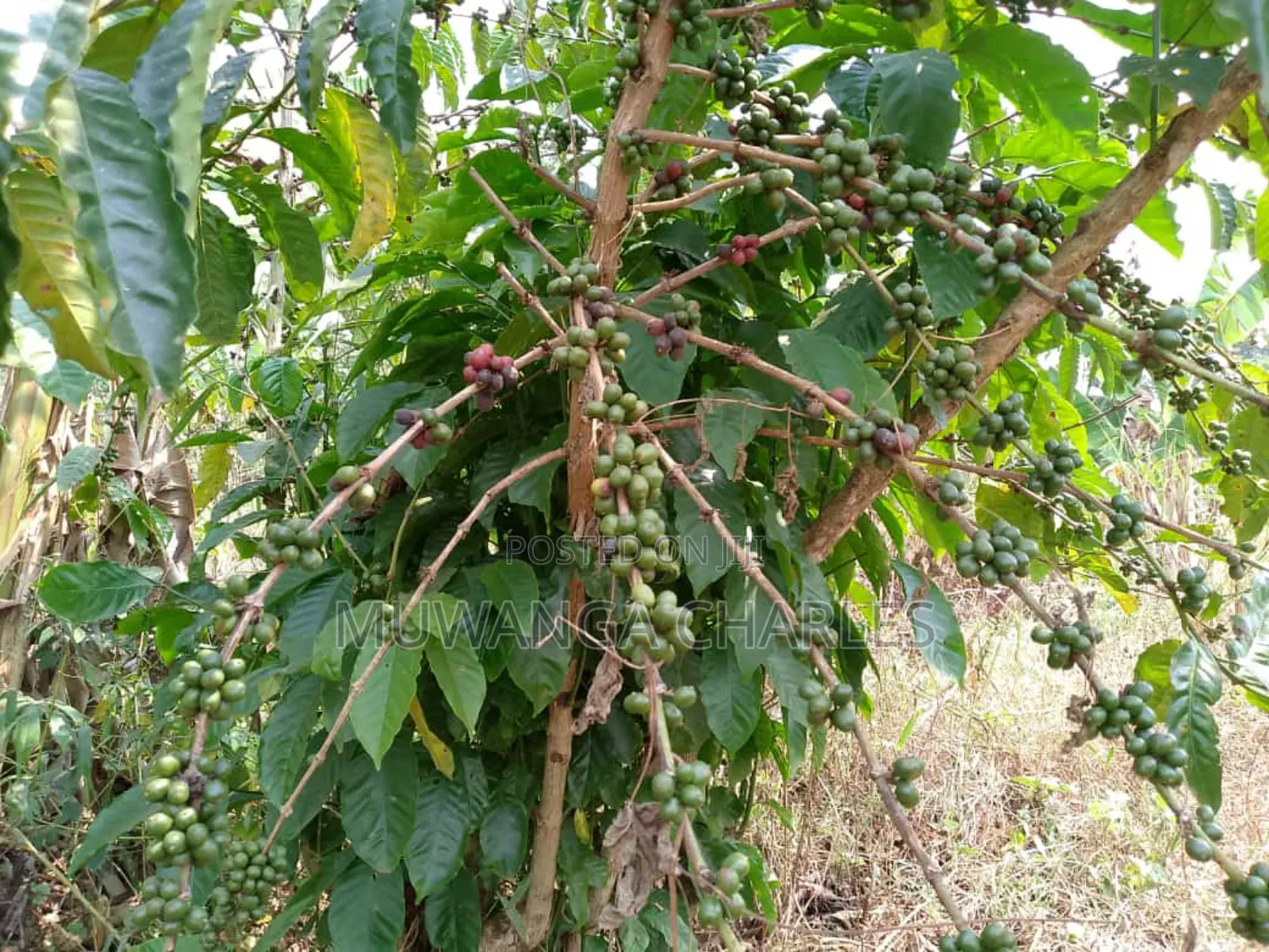 5acres for Sale in Luwero