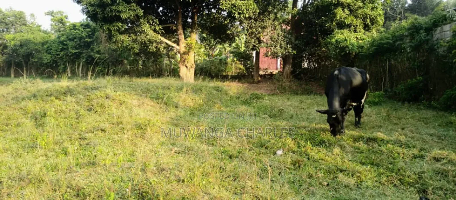 5acres for Sale in Luwero