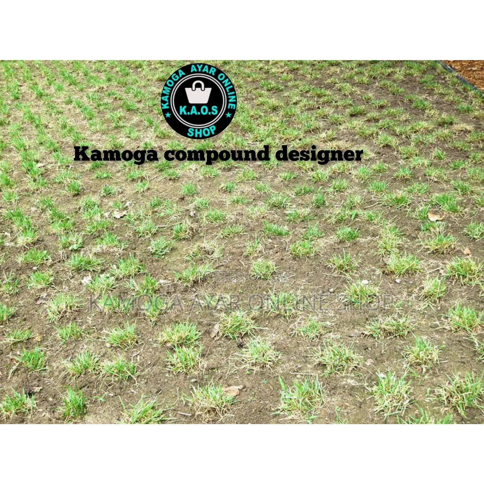 Natural Hybrid Paspalum Grass/ All Types