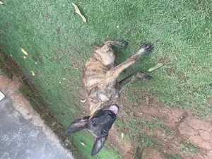 3-6 months Female Purebred Dutch Shepherd