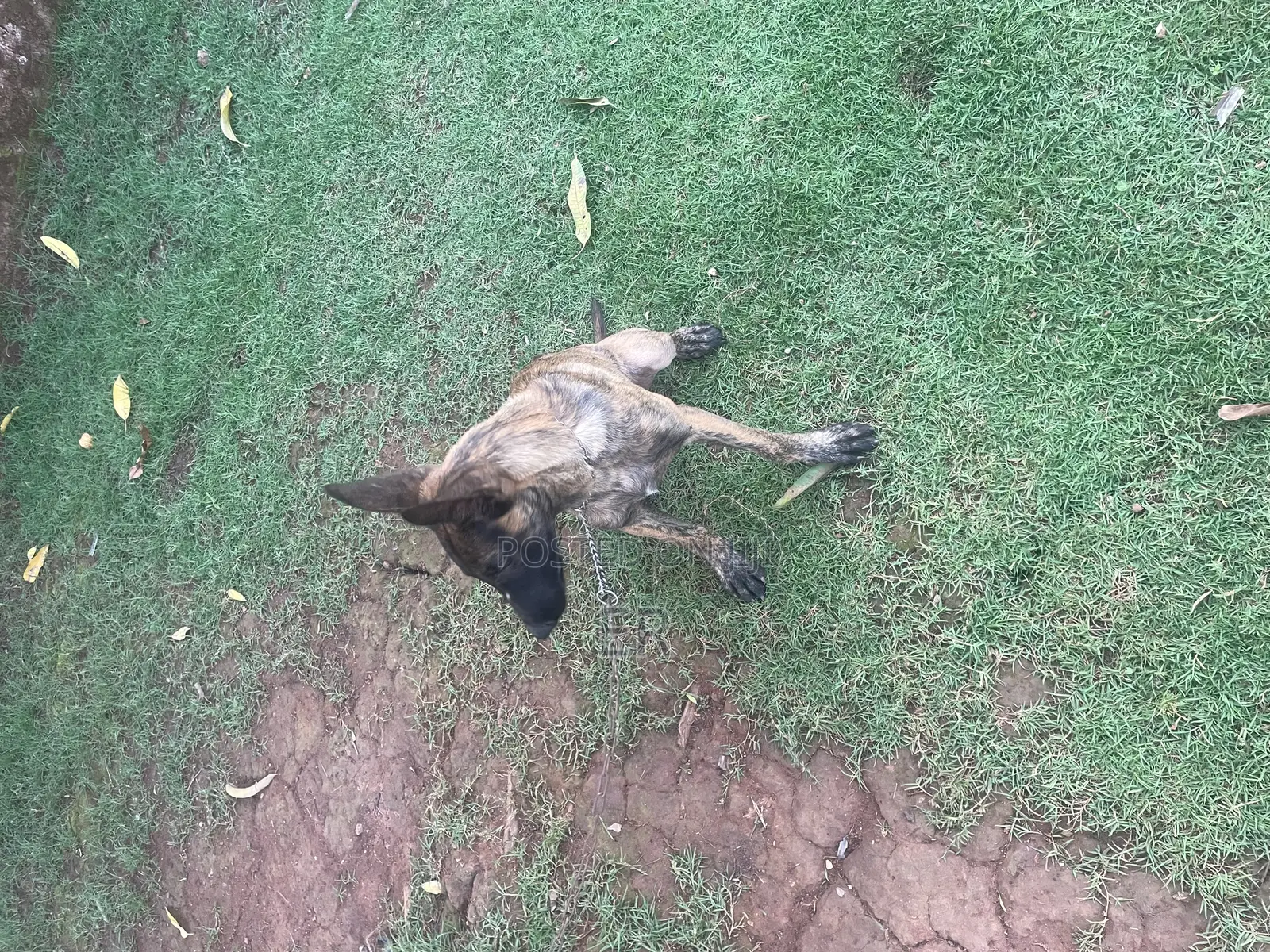 3-6 months Female Purebred Dutch Shepherd