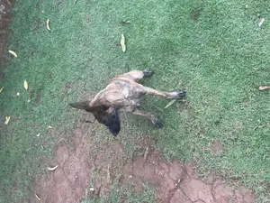 3-6 months Female Purebred Dutch Shepherd