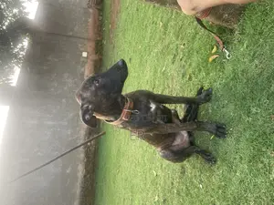3-6 months Female Purebred Dutch Shepherd