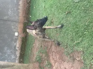 3-6 months Female Purebred Dutch Shepherd